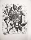 Wild Rose, Woodcut Print on paper, 38cm x 28cm 